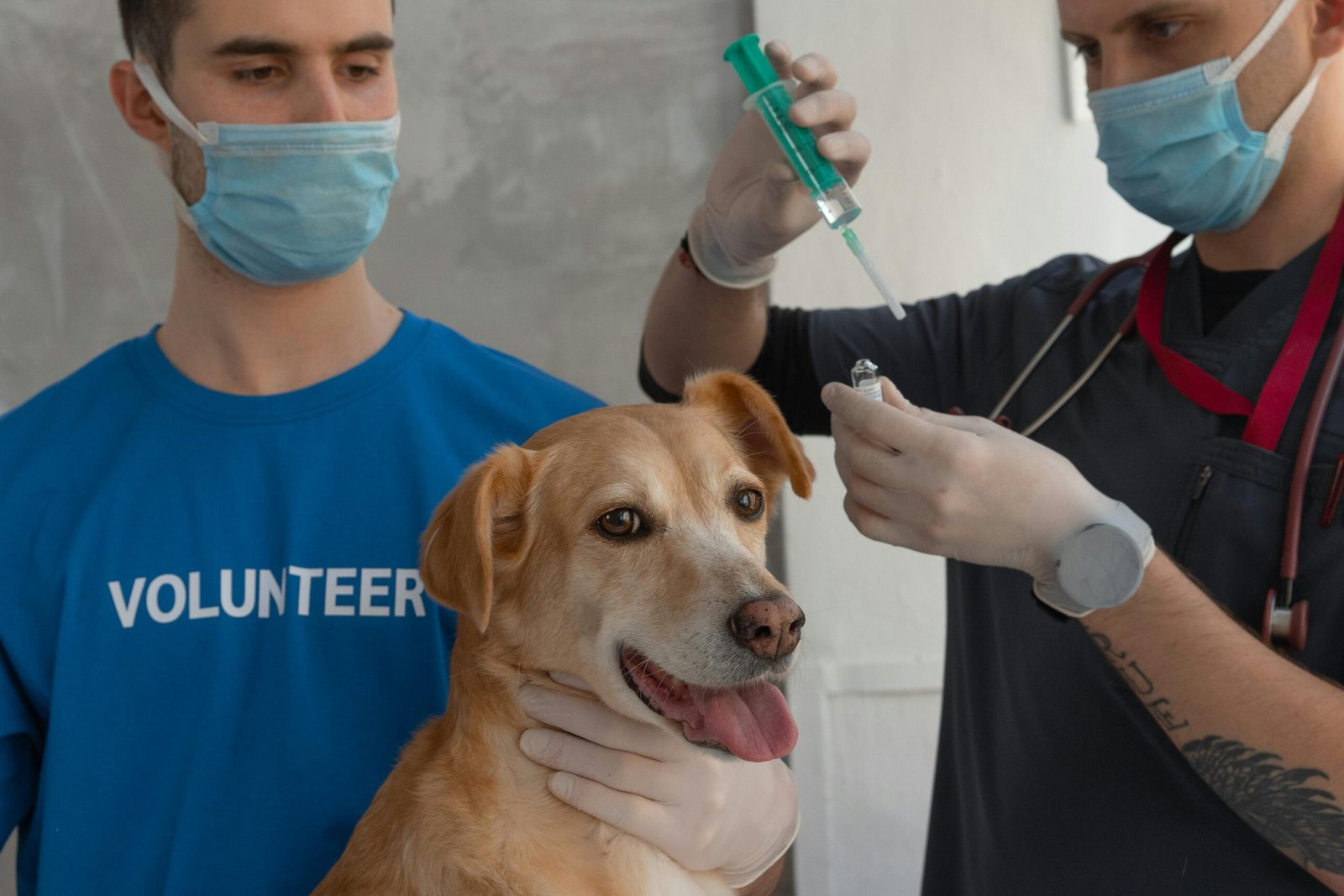 dog vaccinations